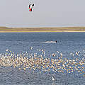 Kitesurfer verscheucht Watvögel von ihrem Hochwasserrastplatz © Hans-Ulrich Rösner / WWF