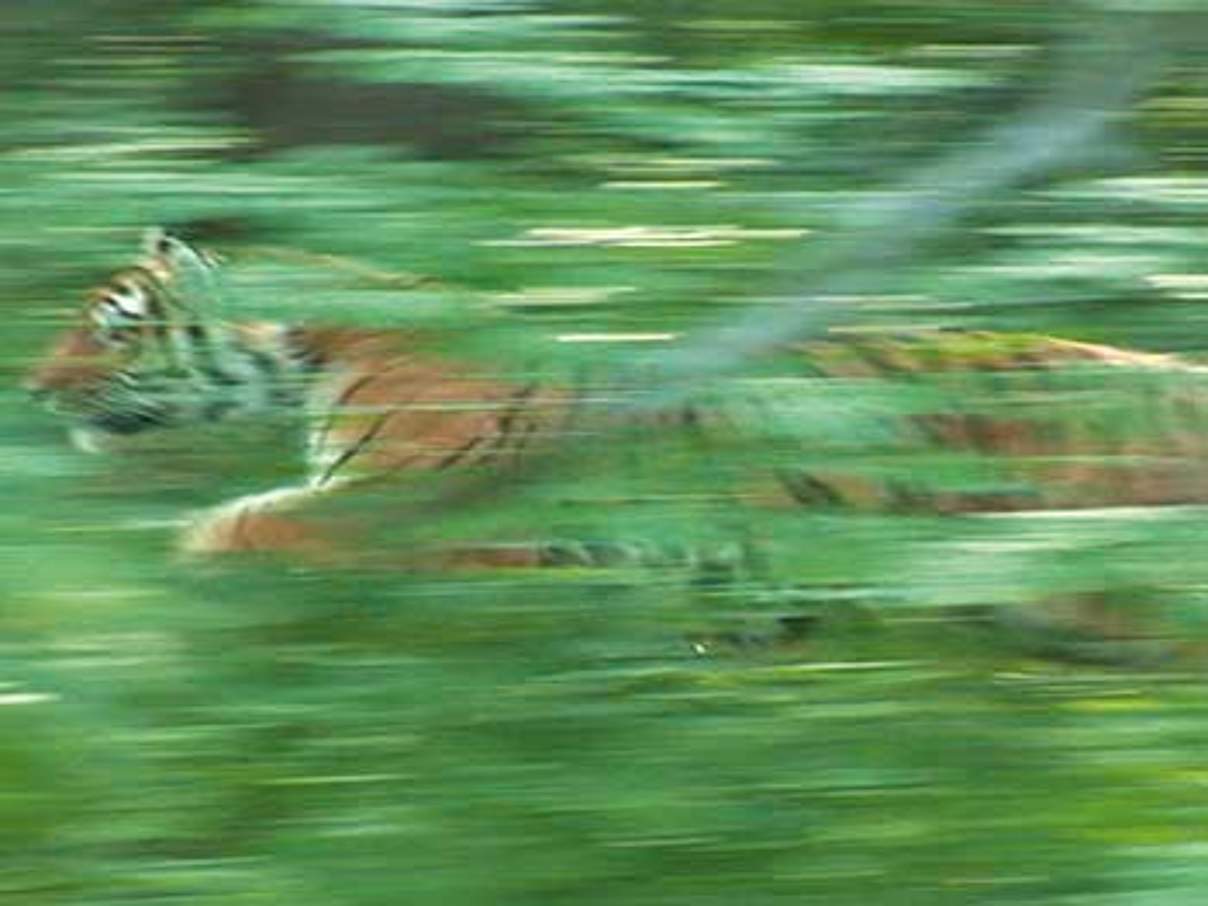 350 Tiger Uporny c WWF Russland