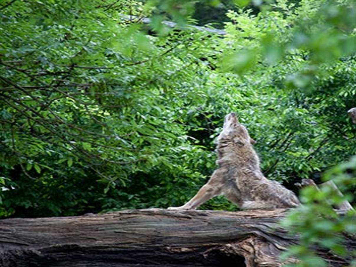 Wolf © Klaus Oppermann / WWF