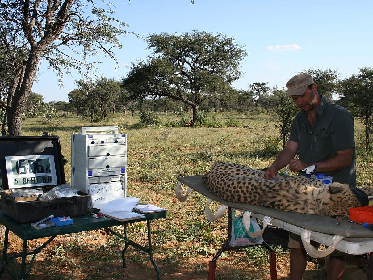 Jede Minute zählt: Besenderung und Untersuchung des Geparden © IZW