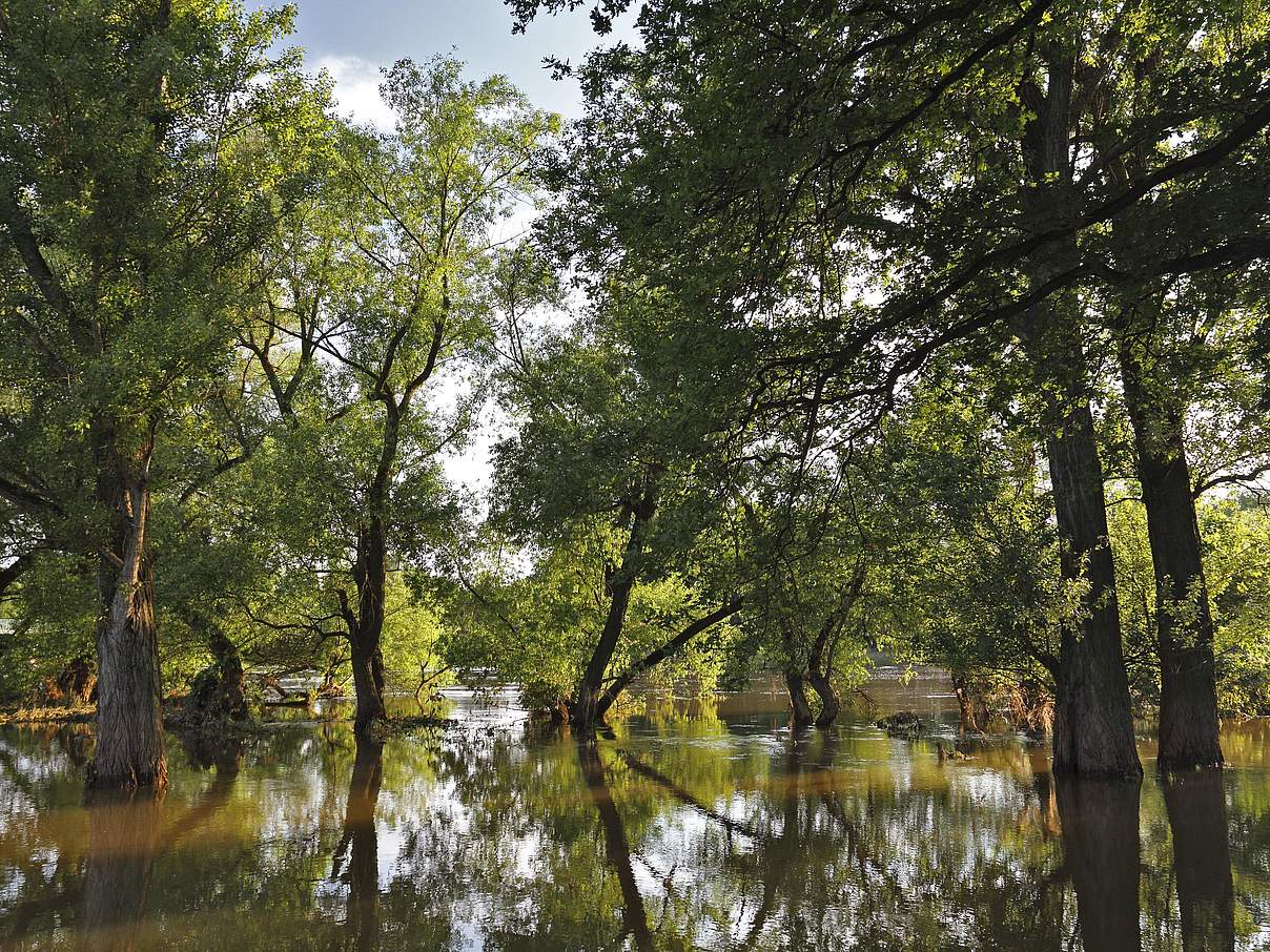 Sommerhochwasser im Hartholzauenwald im Biosphärenreservat Mittlere Elbe. @ imago images / imagebroker