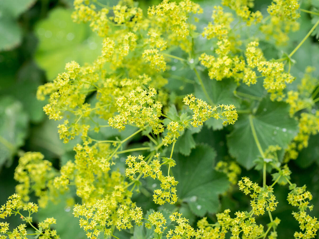 Frauenmantel © IMAGO / Pond5Images