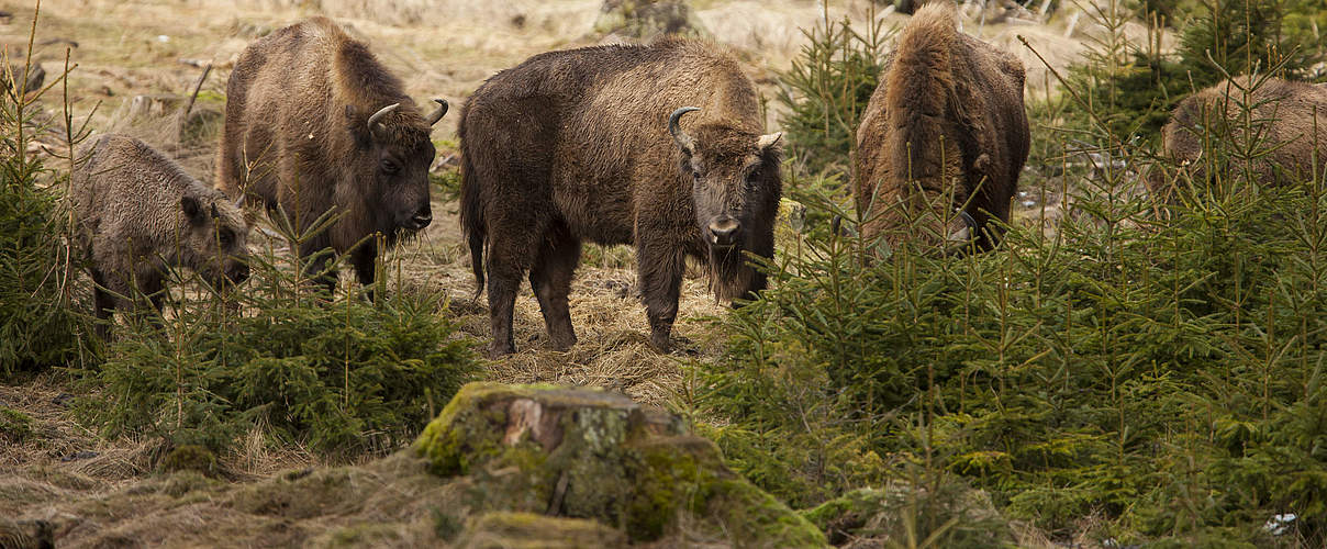 Gewinner und Verlierer 2022 – Wisent (Bos bonasus) © Jonathan Fieber / igreen-media/ WWF