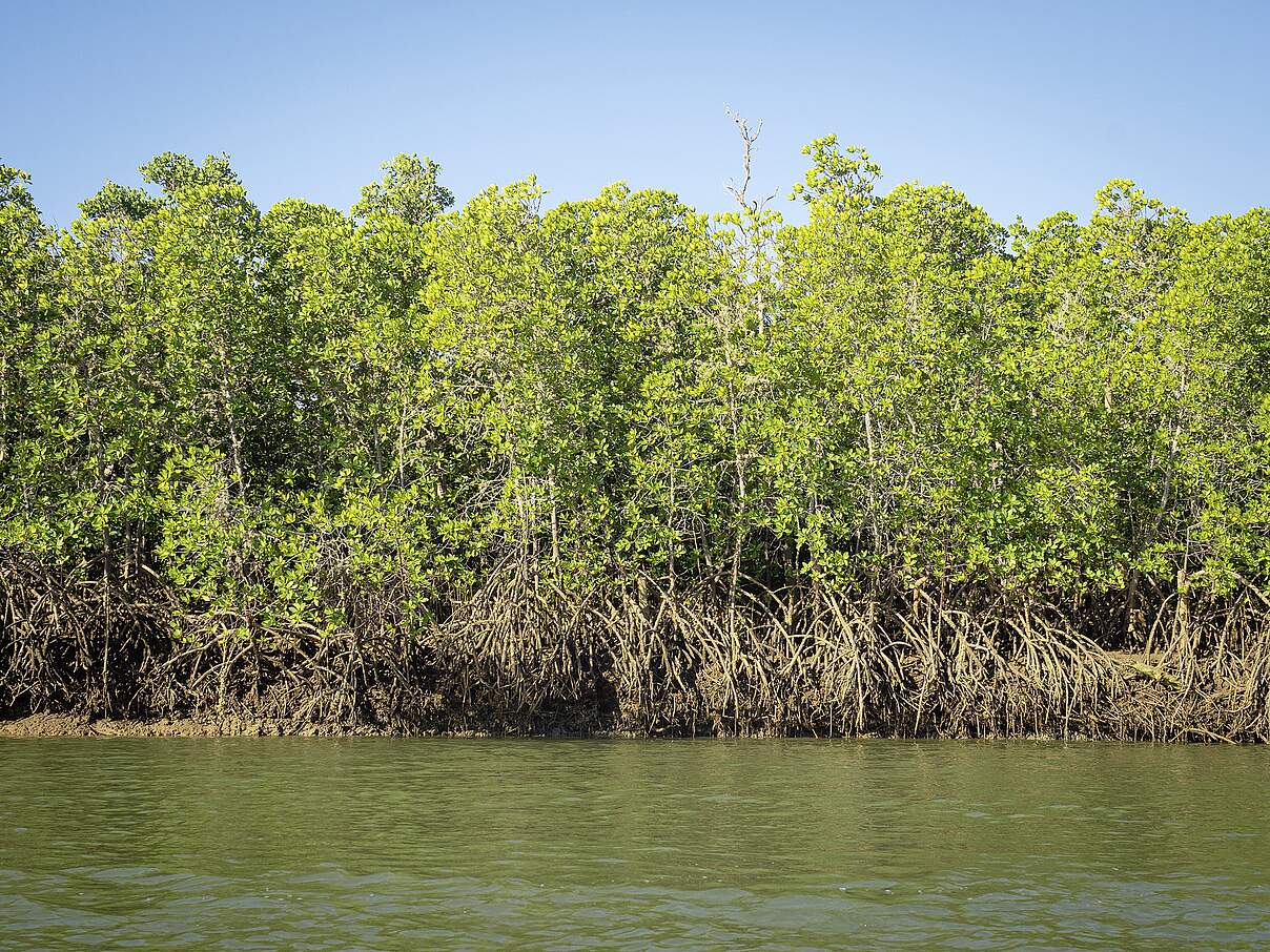 Dichter Mangrovenwald mit Wurzelwerk