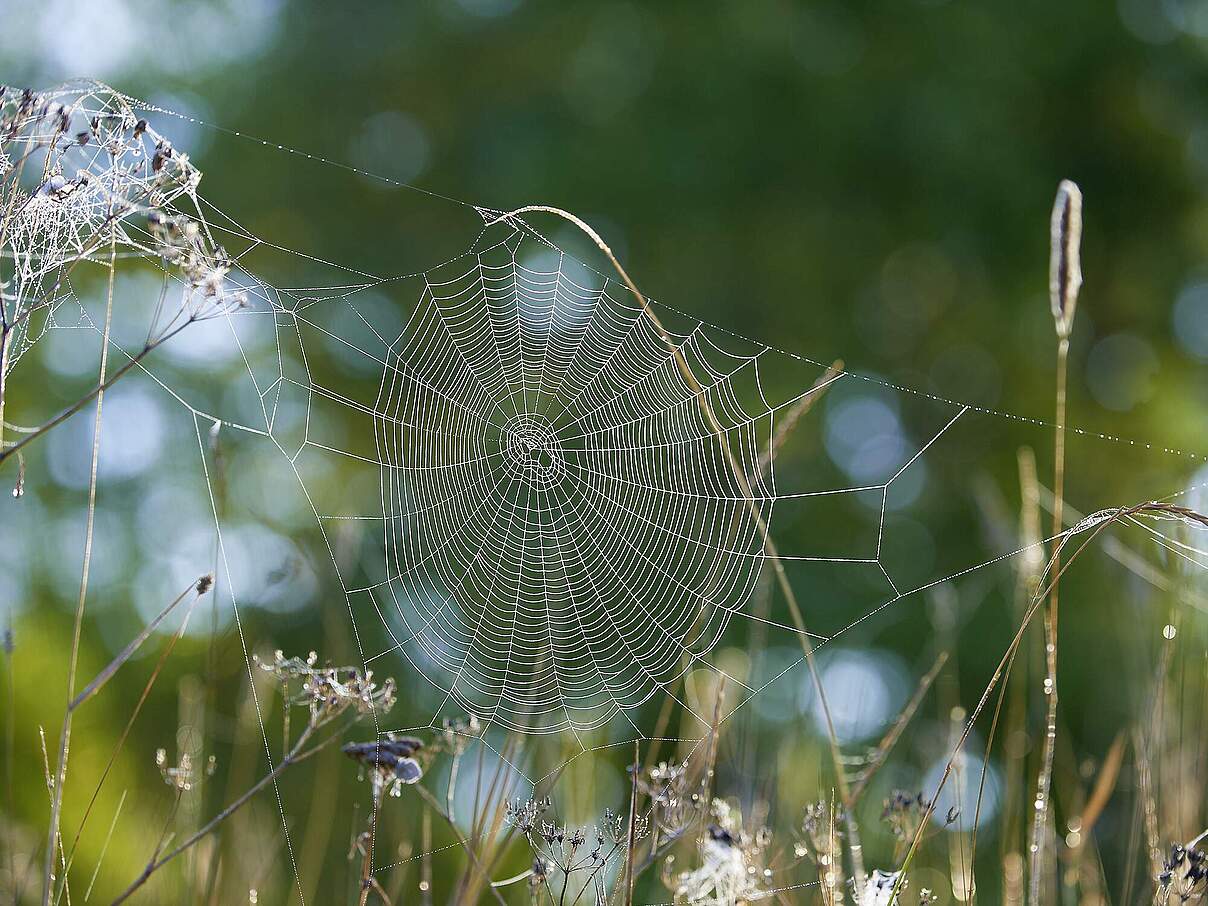 Netz einer Gartenkreuzspinne auf einer Wiese