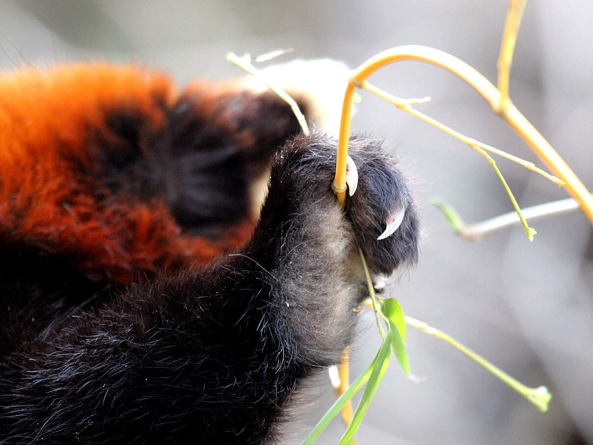 Pfote eines Roten Pandas mit scharfen Krallen 