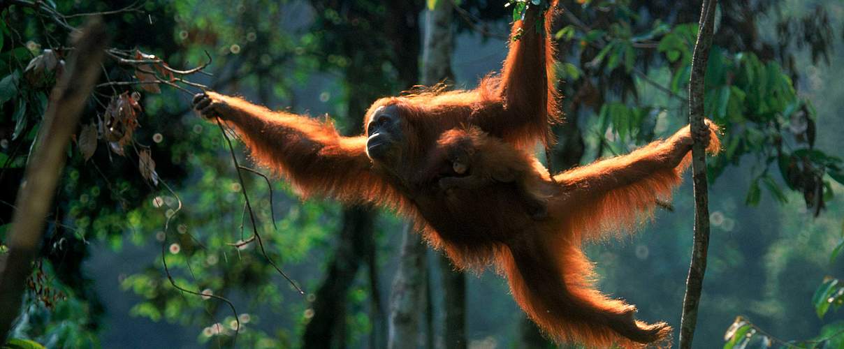 Sumatra-Orang-Utan © naturepl.com / Anup Shah / WWF
