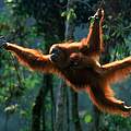 Sumatra-Orang-Utan © naturepl.com / Anup Shah / WWF