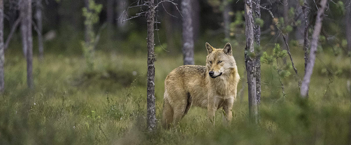 Wolf © WWF-Sweden / Ola Jennersten