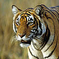 Bengaltiger, Panthera tigris tigris © Jörg Edelmann / WWF
