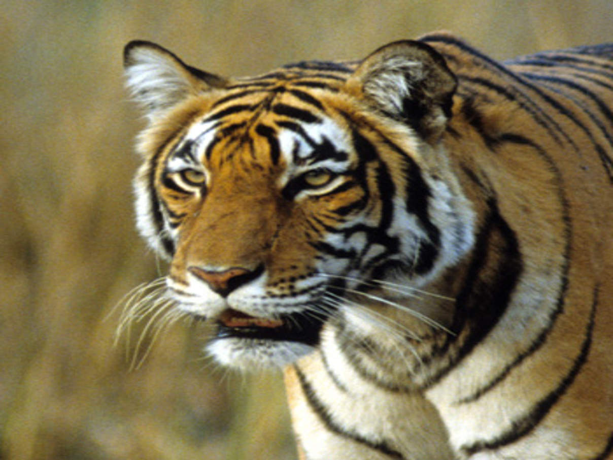 350 ED31 Bengaltiger Panthera tigris tigris Indien c Joerg Edelmann WWF Bengaltiger, Panthera tigris tigris © Jörg Edelmann / WWF