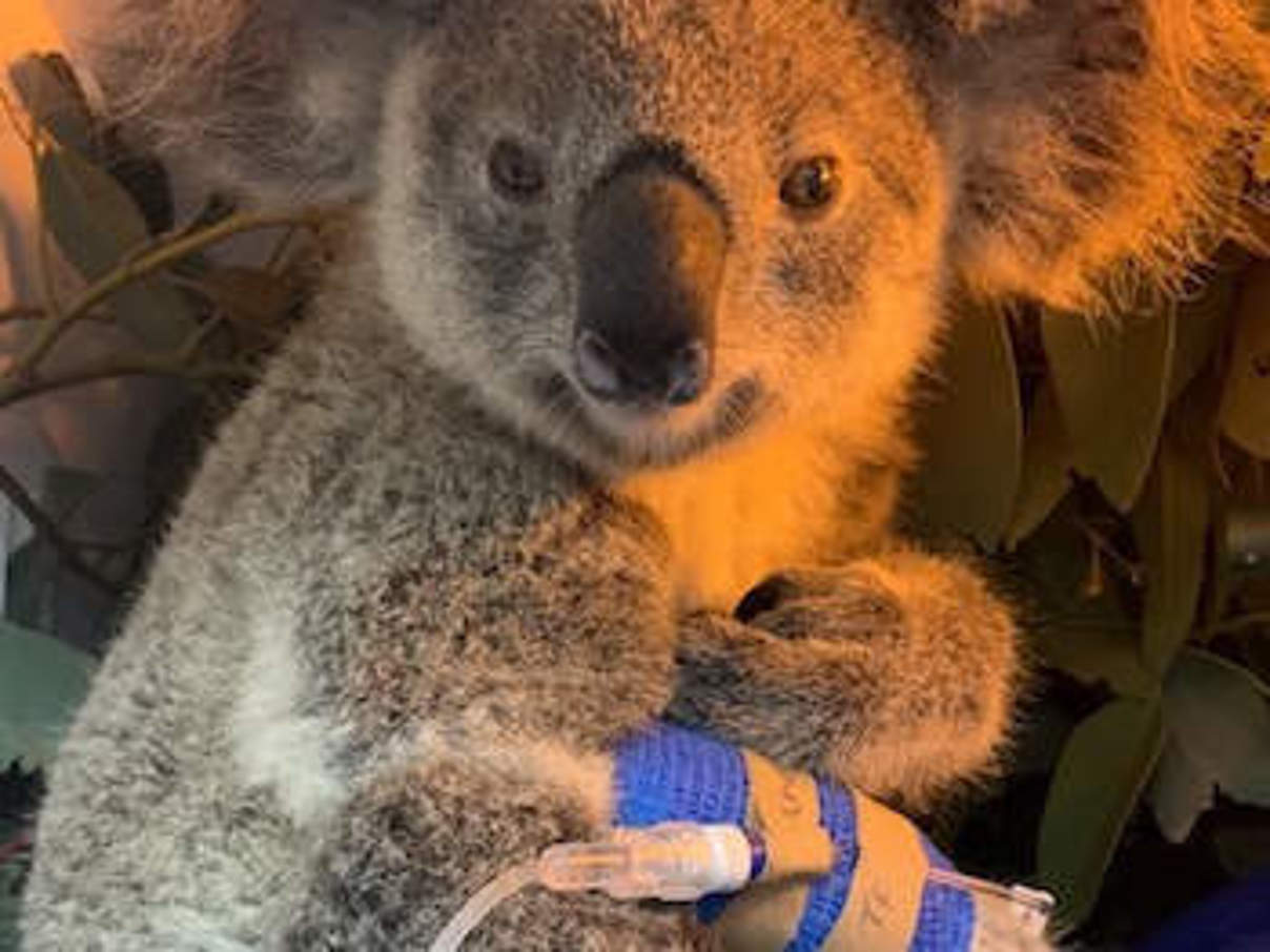 Koala-Weibchen Maryanne am Tropf © RSPCA Queensland Wildlife Hospital