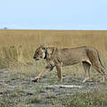 Besenderter Löwe in Sambia © Christiaan van der Hoeven / WWF-Netherlands