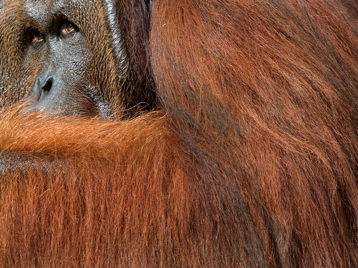 Erwachsener Borneo-Orang-Utan