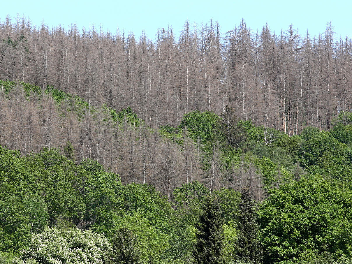 Abgestorbene Nadelbaeume, kranker Wald im Siegener Leimbachtal. © IMAGO / Rene Traut