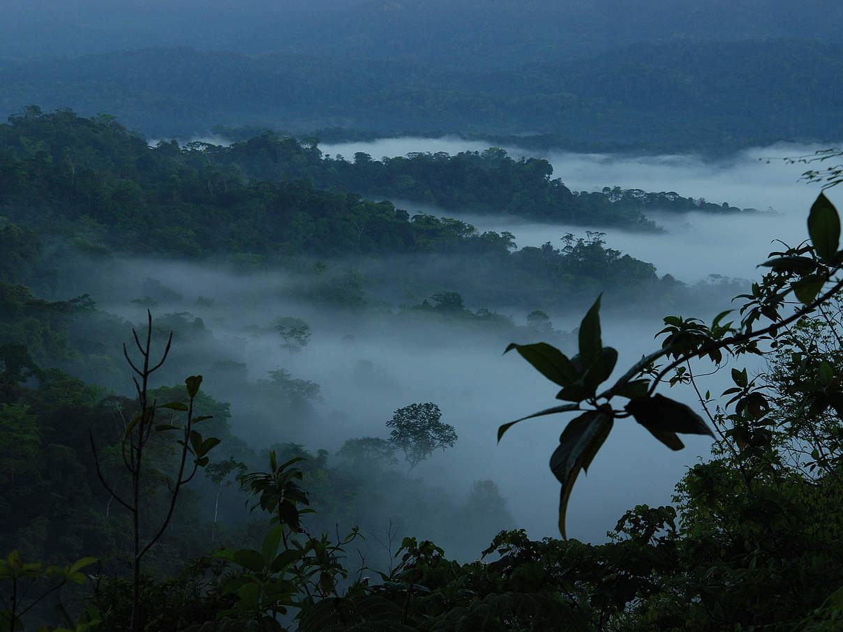 Morgendämmerung im artenreichen Tieflandregenwald Costa Ricas © Peter Weish