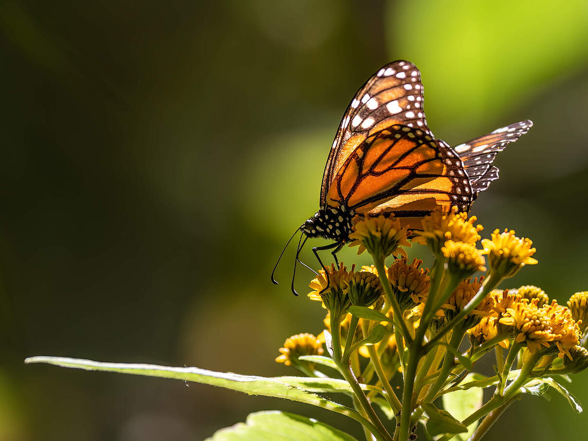 Ein Monarchfalter (Danaus plexippus) in der Sierra Chincua in Mexiko