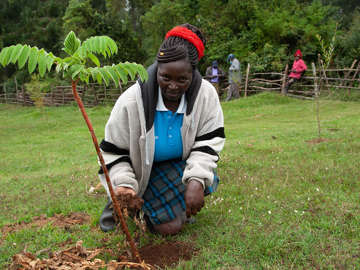 Rahab Wangeci aus Kiburu pflanzt © WWF