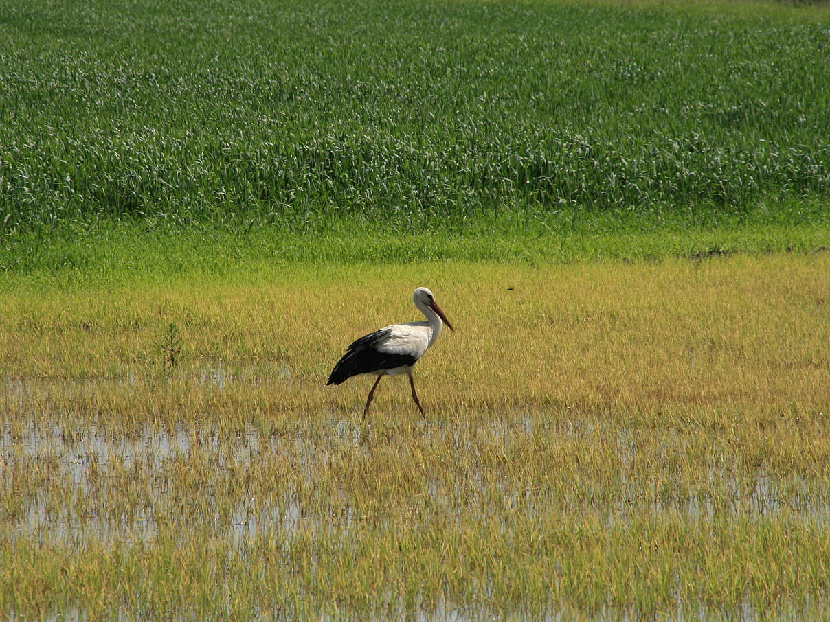 Storch auf einer Wiese an der mittleren Elbe © Bernd Eichhorn / WWF