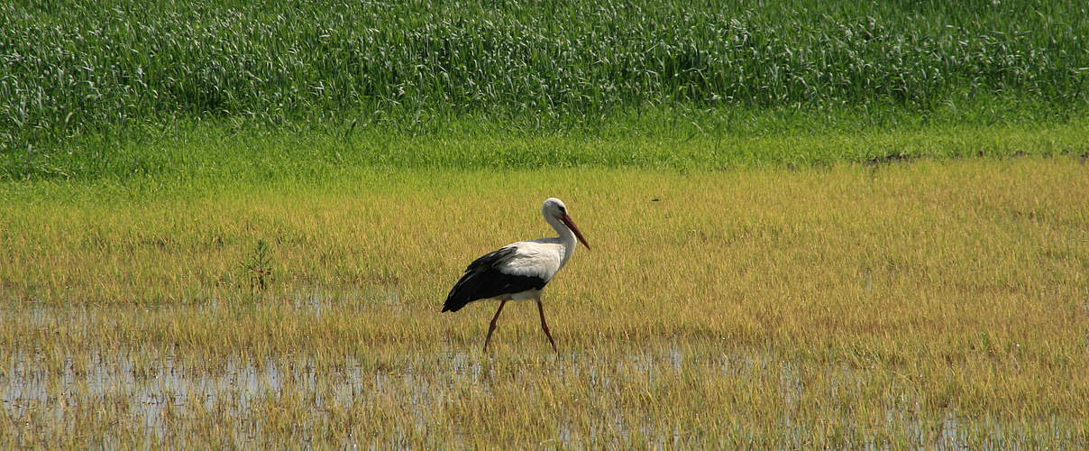 Storch auf einer Wiese an der mittleren Elbe © Bernd Eichhorn / WWF