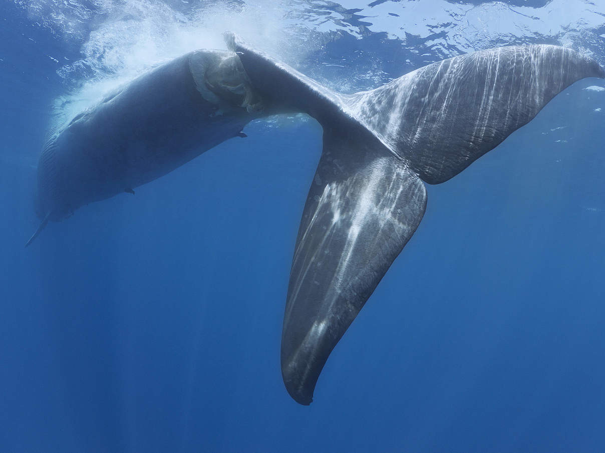 Ein von einem Schiff verletzter Blauwal © NaturePl / TonyWu