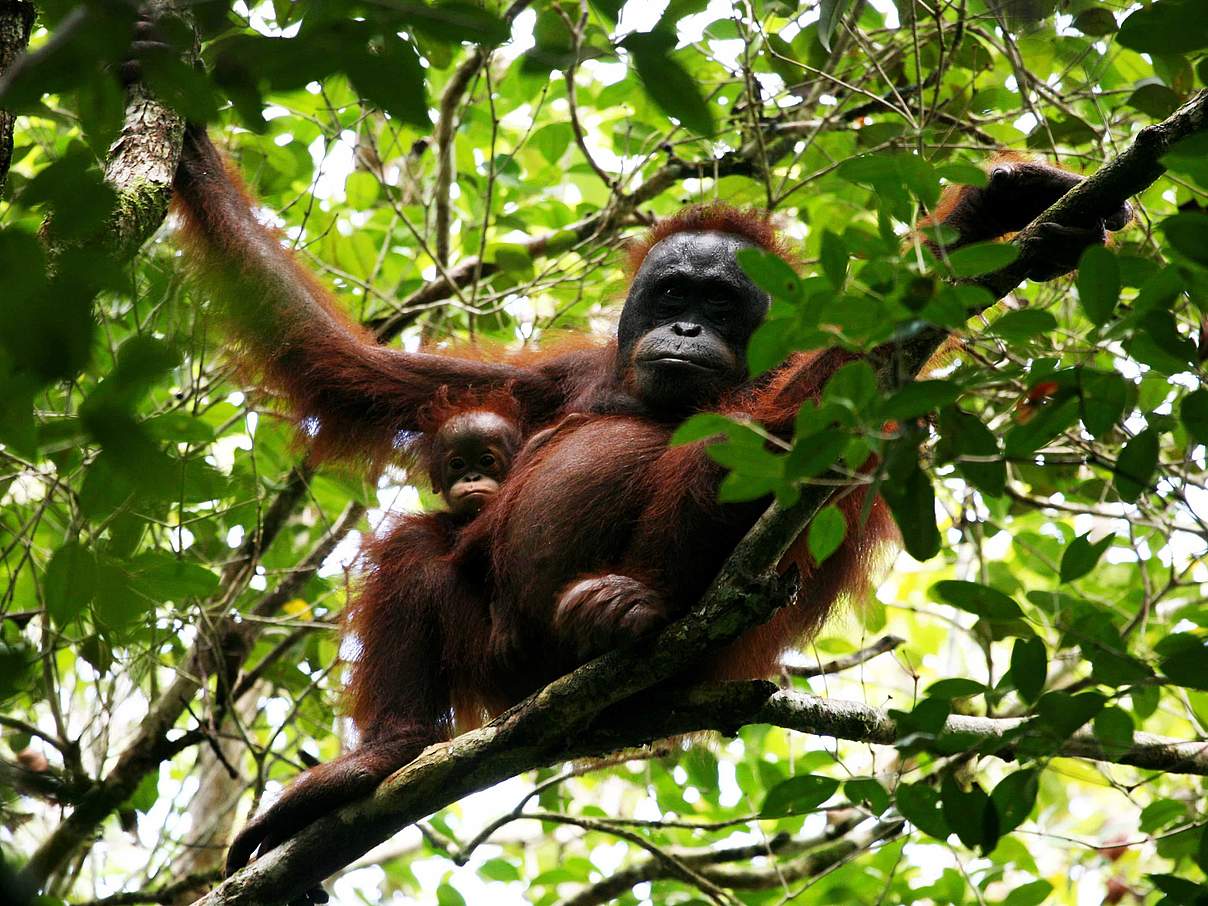 Die Orang-Utan-Art pongo pygmaeus pygmaeus © Jimmy Syahirsyah / WWF-Indonesien