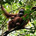 Die Orang-Utan-Art pongo pygmaeus pygmaeus © Jimmy Syahirsyah / WWF-Indonesien