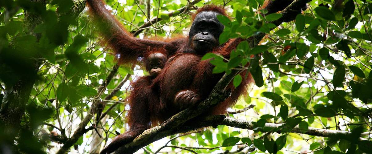 Die Orang-Utan-Art pongo pygmaeus pygmaeus © Jimmy Syahirsyah / WWF-Indonesien