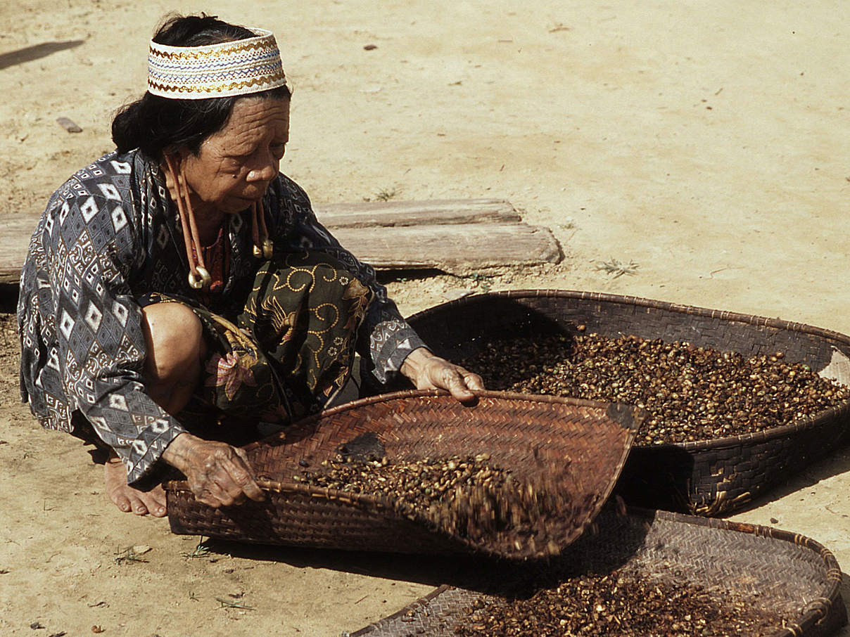 Dayak-Frau trocknet Kaffee © Alain Compost / WWF