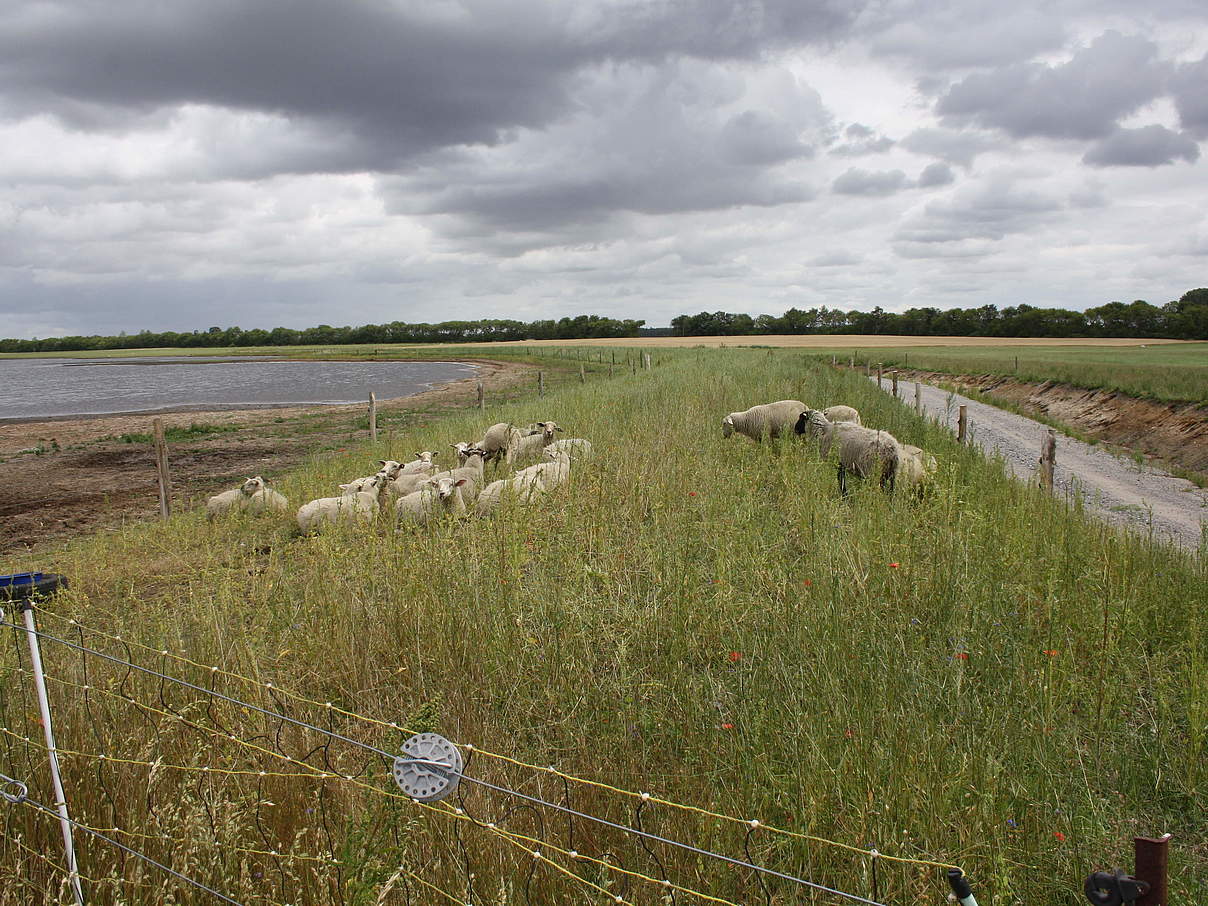 Neuer Deich in Drammendorf © WWF Deutschland