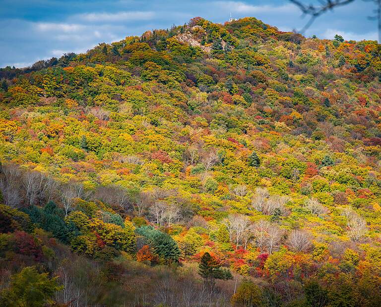 Herbstlicher Wald in der Amur-Region © Xie Junfeng / WWF Huangnihe