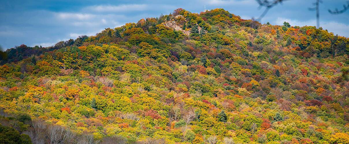 Herbstlicher Wald in der Amur-Region © Xie Junfeng / WWF Huangnihe