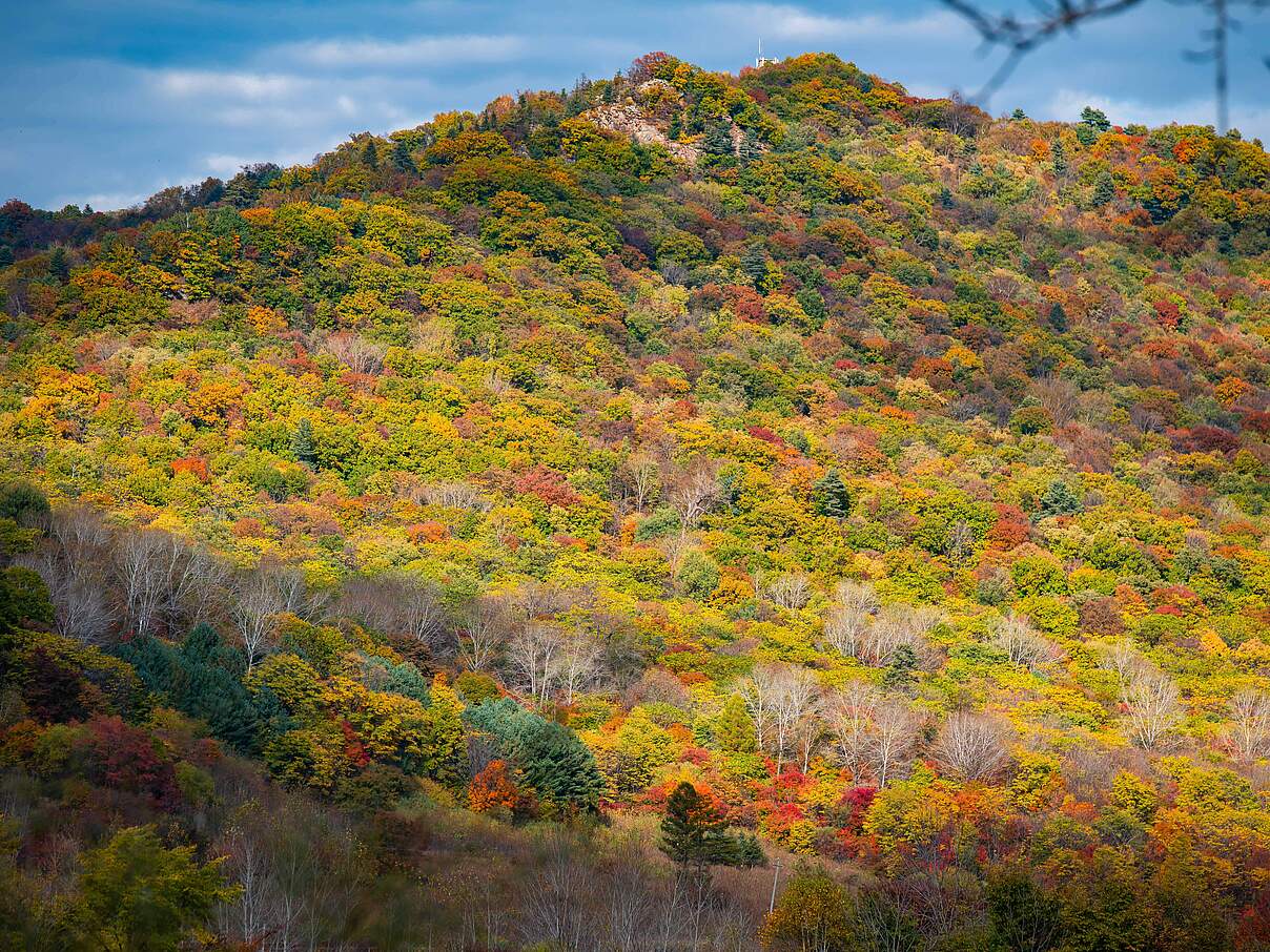 Herbstlicher Wald in der Amur-Region © Xie Junfeng / WWF Huangnihe