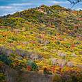 Herbstlicher Wald in der Amur-Region © Xie Junfeng / WWF Huangnihe