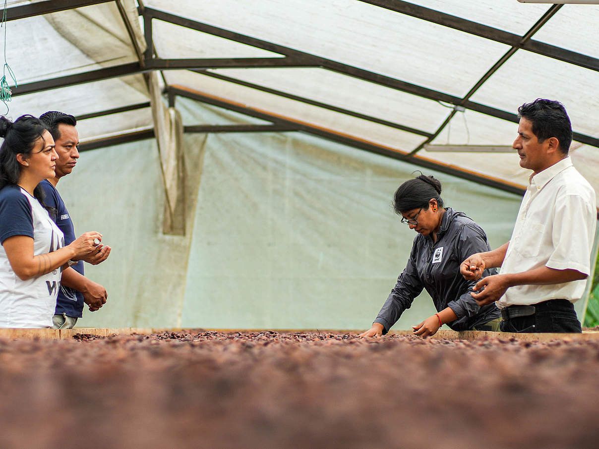 Kallari-Kakaokooperative Ecuador © Gabriel Vanerio / WWF Ecuador