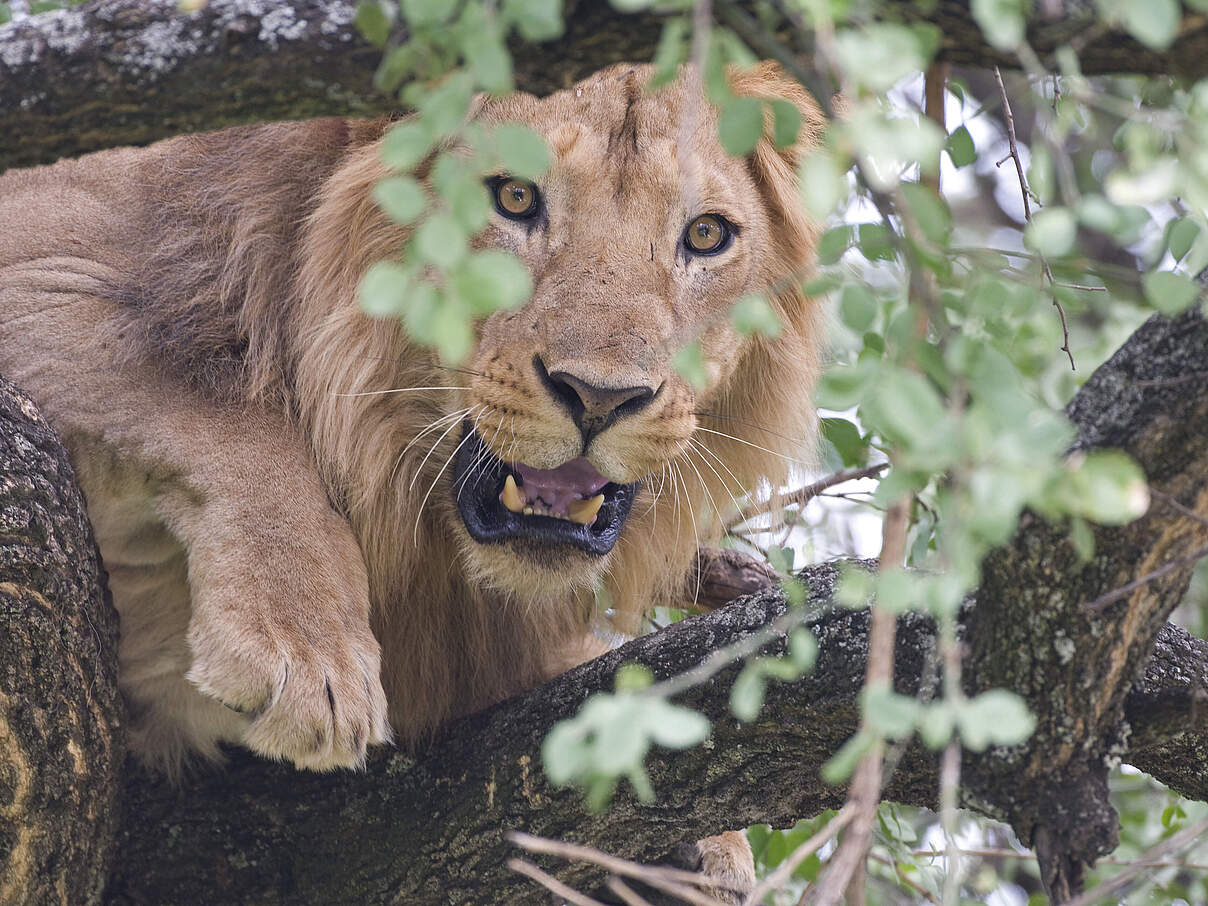 Männlicher Löwe sitzt im Baum