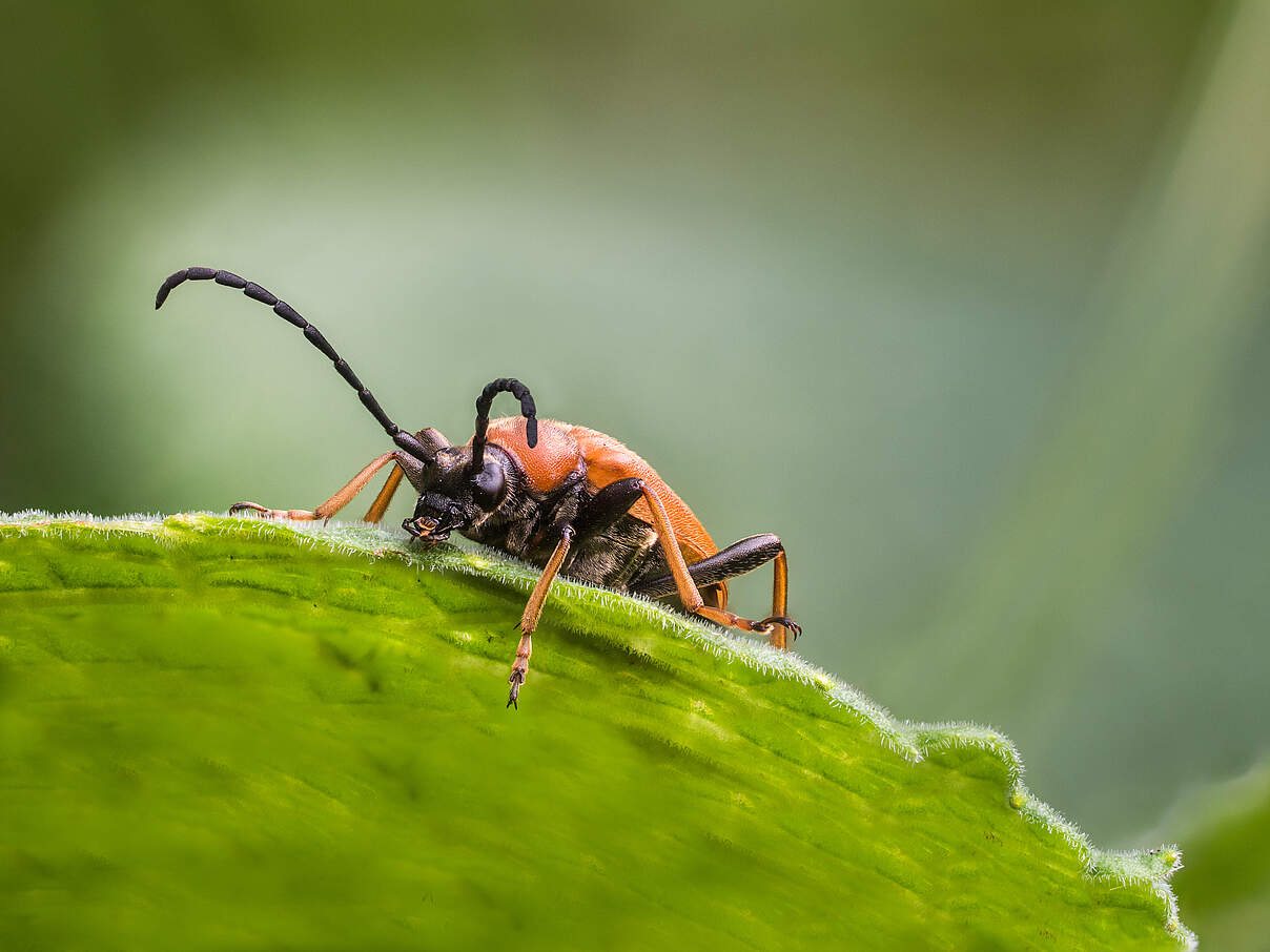Rothalsbock Käfer