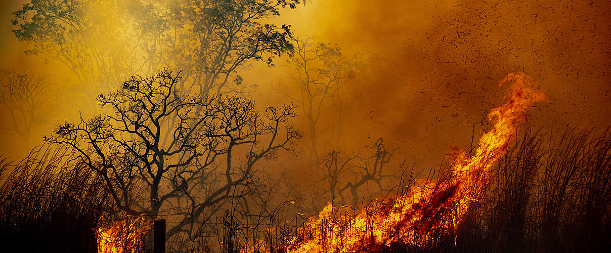 Ein Waldbrand im Brasilia Nationalpark 