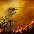 Ein Waldbrand im Brasilia Nationalpark 