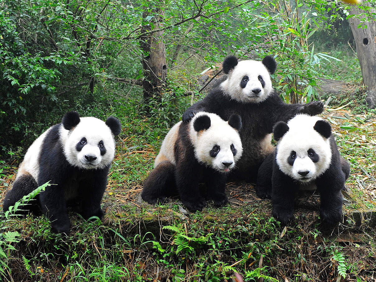 Vier Große Pandas 