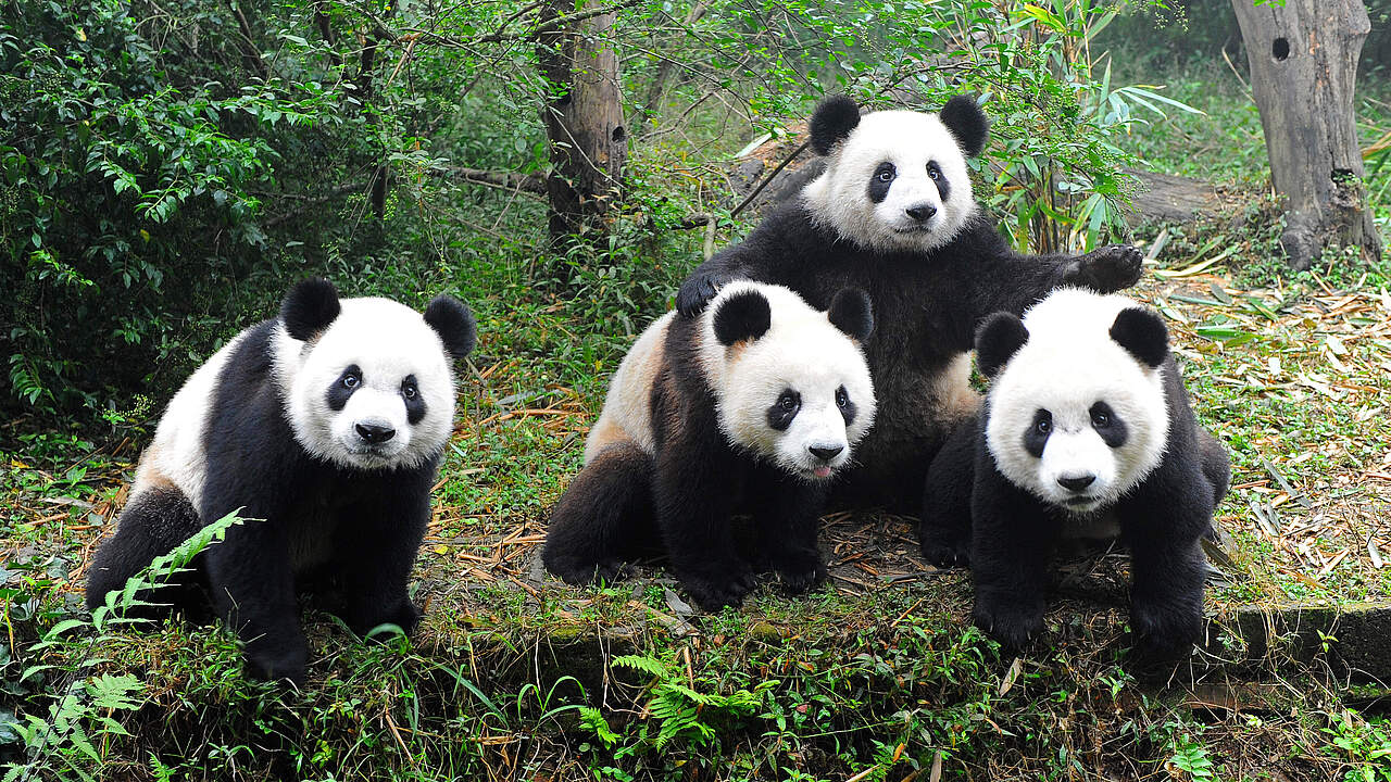 Vier Große Pandas 