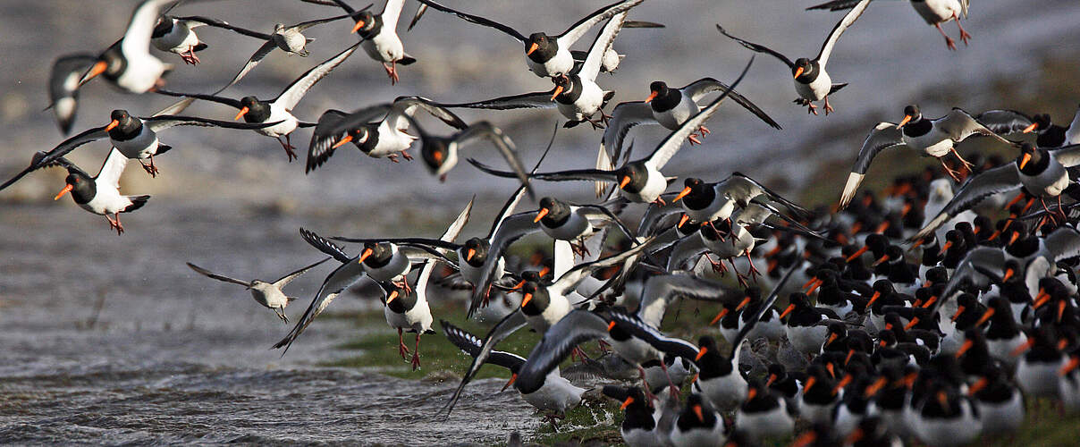 Ein Schwarm Austernfischer