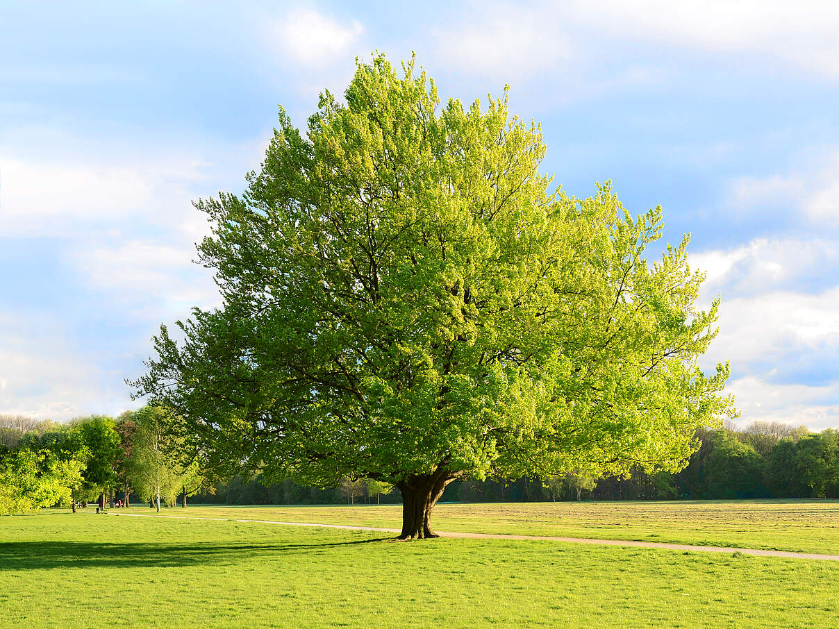 Große Buche auf einem Feld 