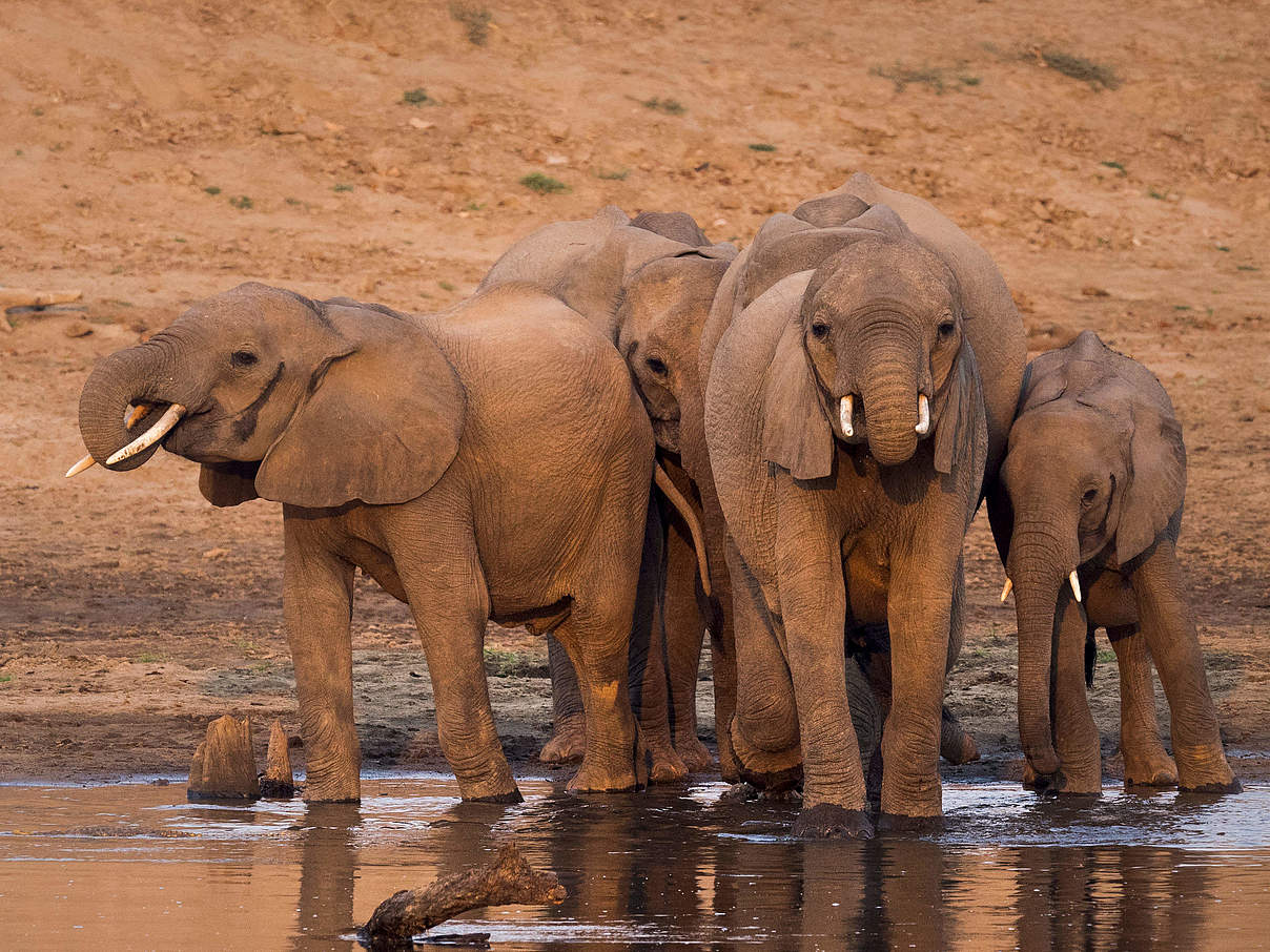 Elefanten am Wasserloch © Richard Barett / WWF UK