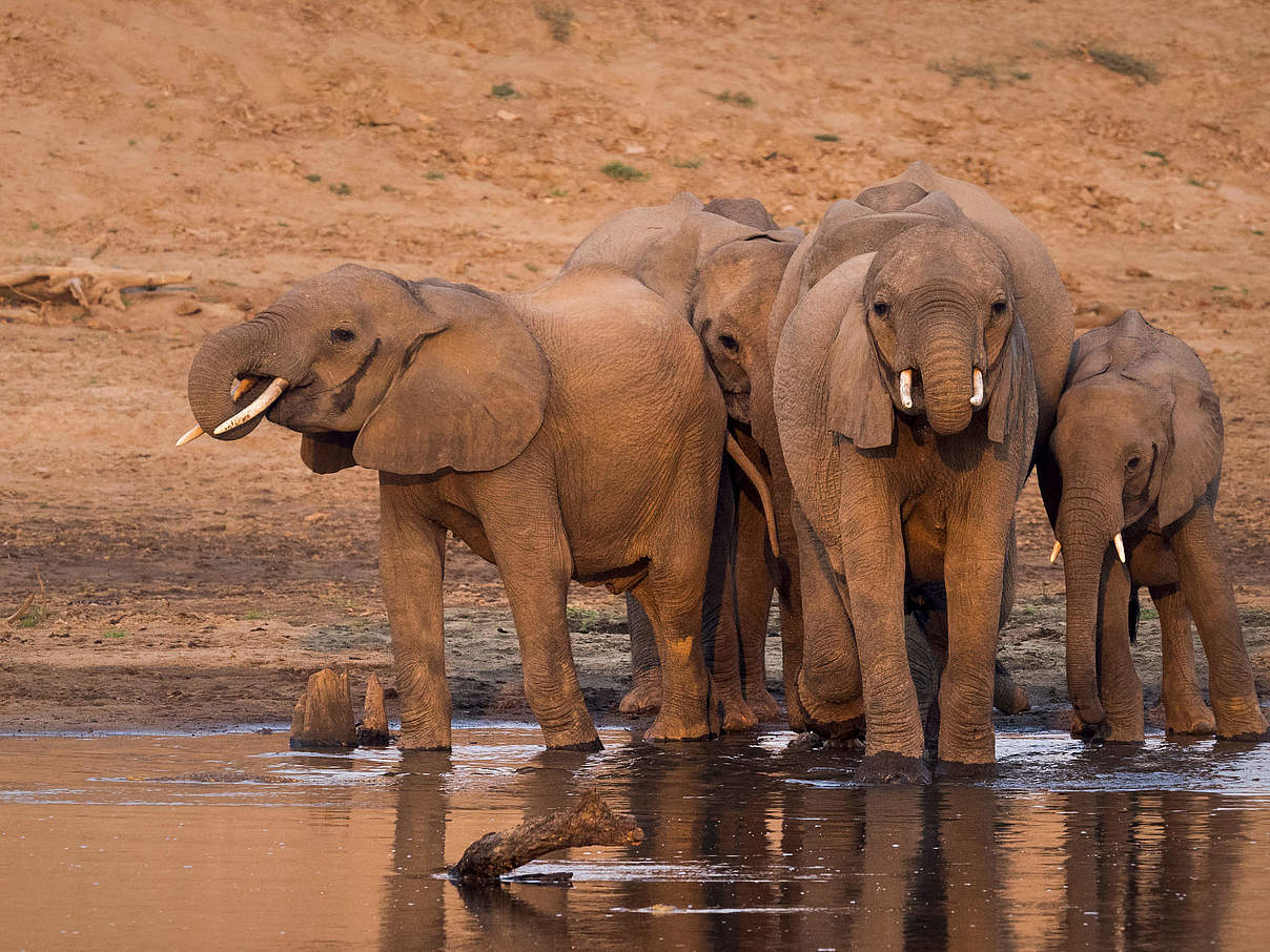 Elefanten am Wasserloch © Richard Barett / WWF UK
