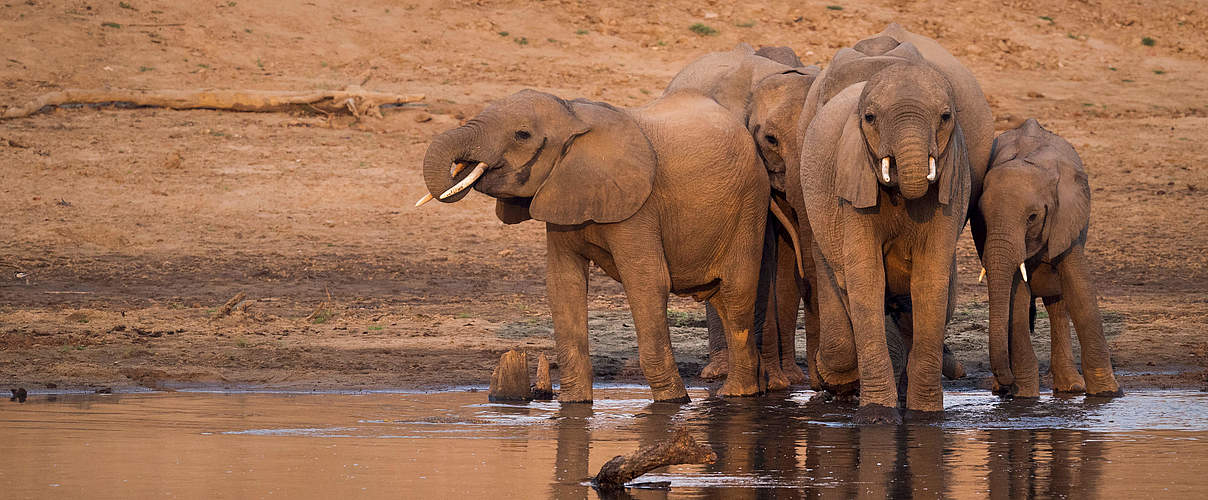 Elefanten am Wasserloch © Richard Barett / WWF UK