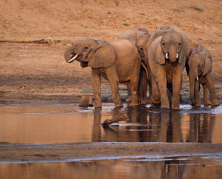 Elefanten am Wasserloch © Richard Barett / WWF UK