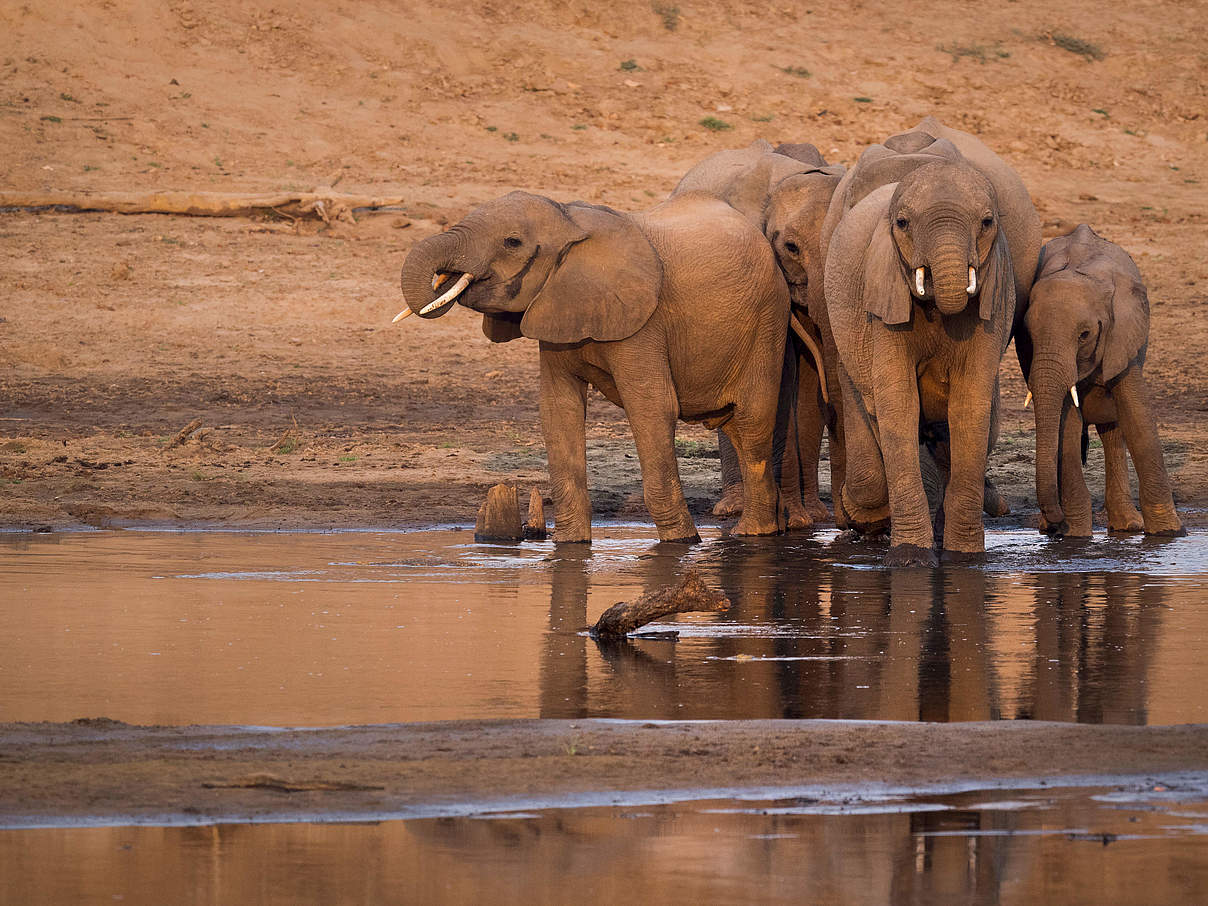 Elefanten am Wasserloch © Richard Barett / WWF UK