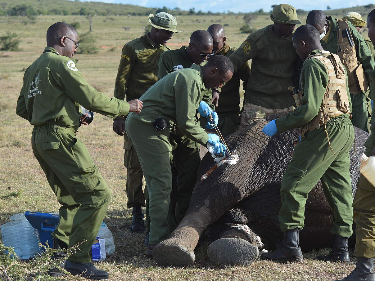 Dr. Aminga und ein Team von Mara Vet Unit und Elephant Aware stehen um eine betäubte Elefantenkuh herum. 