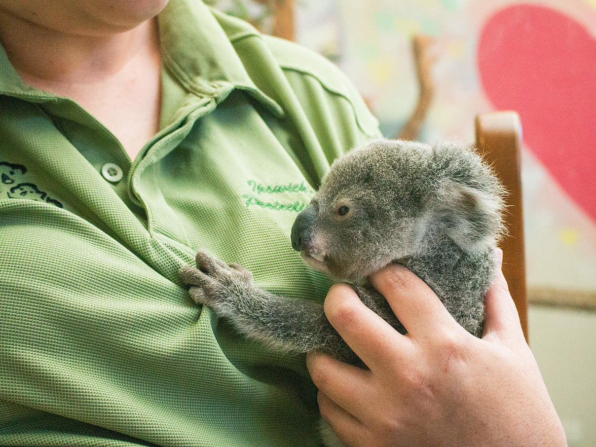 Koala mit ihrer Pflegerin © WWF Australien